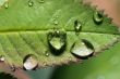 raindrop on rose leaf