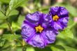 solanum flowers hdr