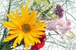 wild bouquet