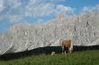 Passo Giau - Cavalli