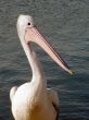 Pelican