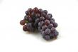 Champagne grapes