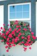Red Flowers on Window