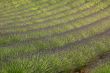 Lavanda 2