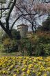 Milano - Castello Sforzesco e fiori gialli