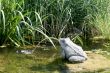 Frog &mdash; fountain