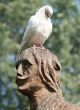 Pigeon on the head of the statue