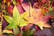 Autumn Leaves 2