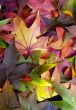 Autumn Leaves 2