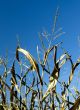 Corn Field