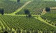Italian Vineyards 7
