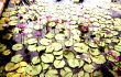 Giant lily pads