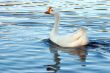 ducks