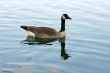 ducks