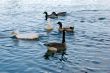 ducks