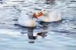 ducks