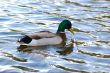 ducks