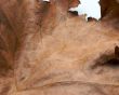 Brown Leaf