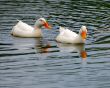 ducks