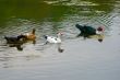ducks