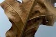 Brown Leaf