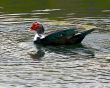 ducks