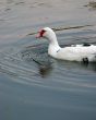ducks