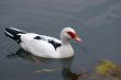 ducks