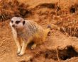 meerkat