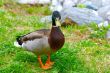 duck