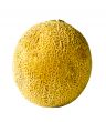 Isolated Whole Cantaloupe