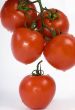Red Tomatoes