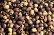 Pickled olives