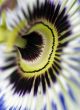 Clematis Close up 3