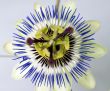 Clematis close up 2