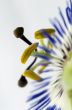 Clematis Close up 1