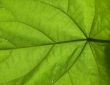 Under a leaf