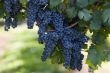 Grapes hanging from the vine