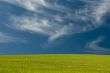 Wispy Clouds over the meadow