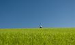 Across the meadow