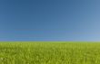 Open meadow