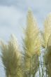 Pampas