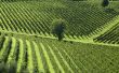 Italian Vineyards 5