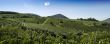 Italian Vineyards Panorama