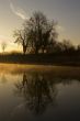Reflecting Tree