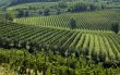 Italian Vineyards 2