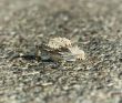 Horned Lizard