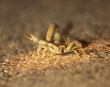 Friendly Scorpion