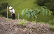 Bean Plant and farmer