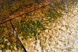 algae on marble